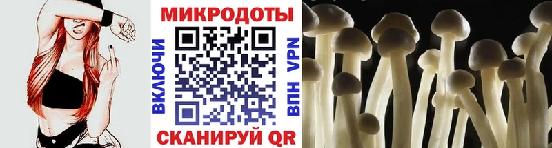 Галлюциногенные грибы Psilocybe  Заволжье 
